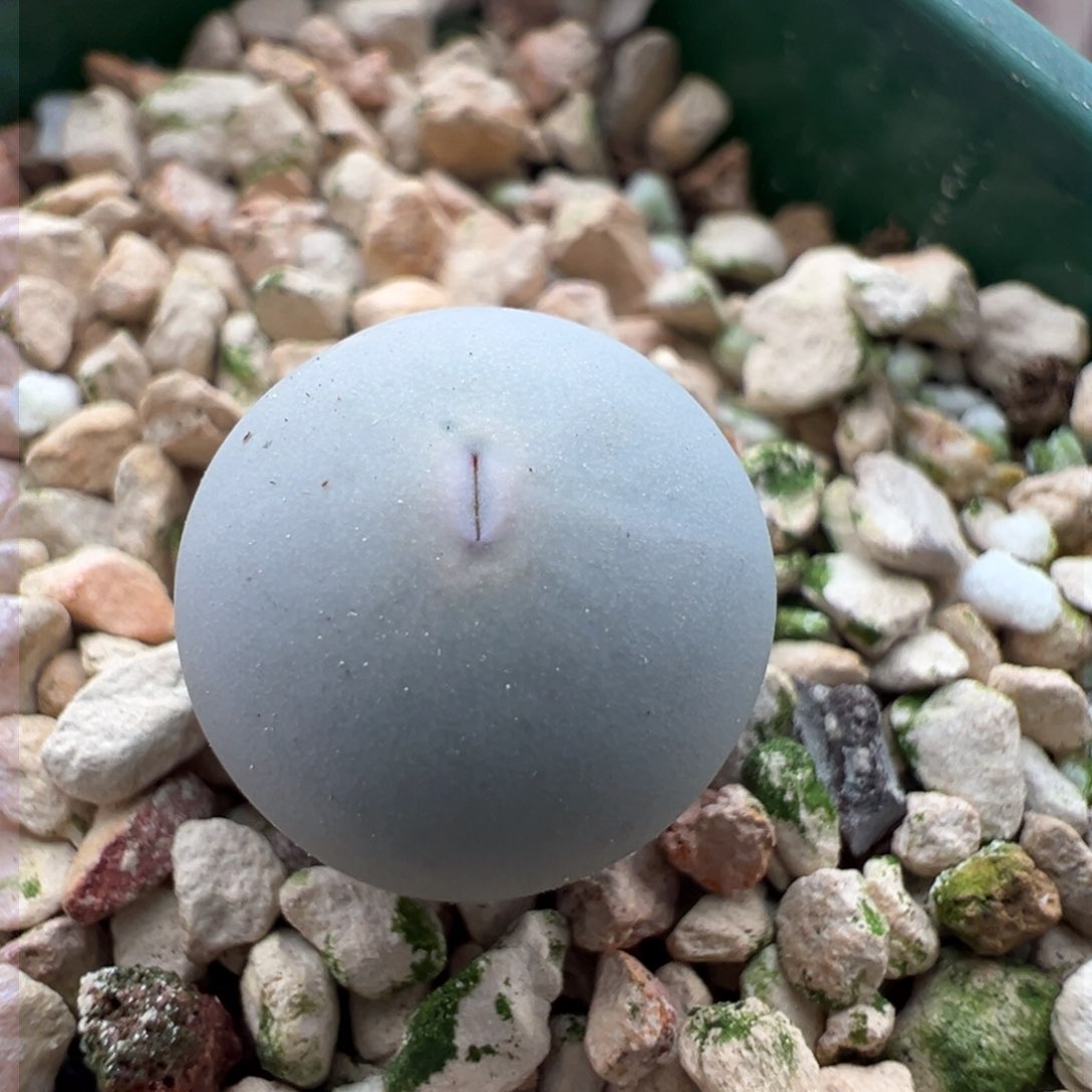 187。青蛙优选厚嘟嘴434两年半。