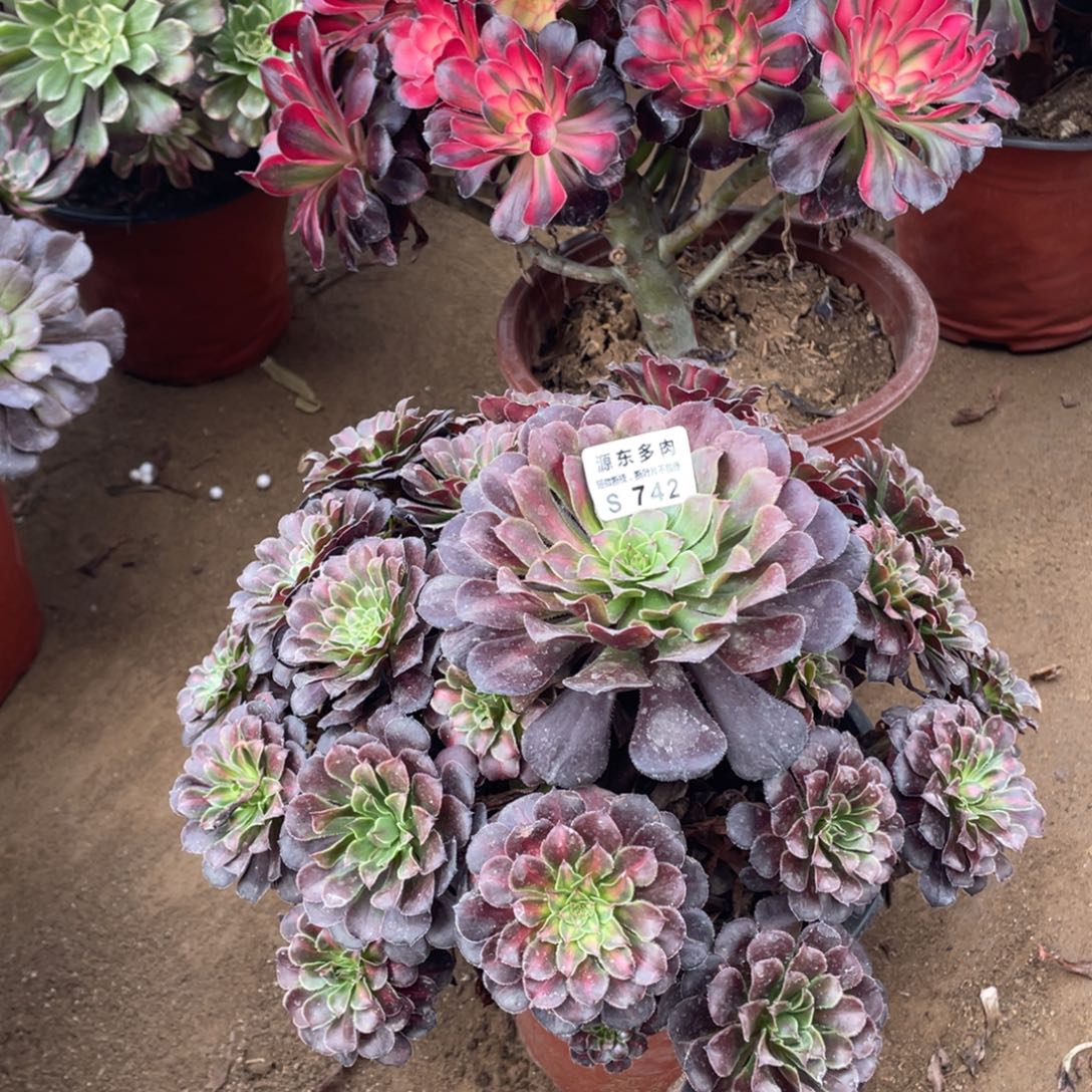 742红铜壶多肉法师断枝不包