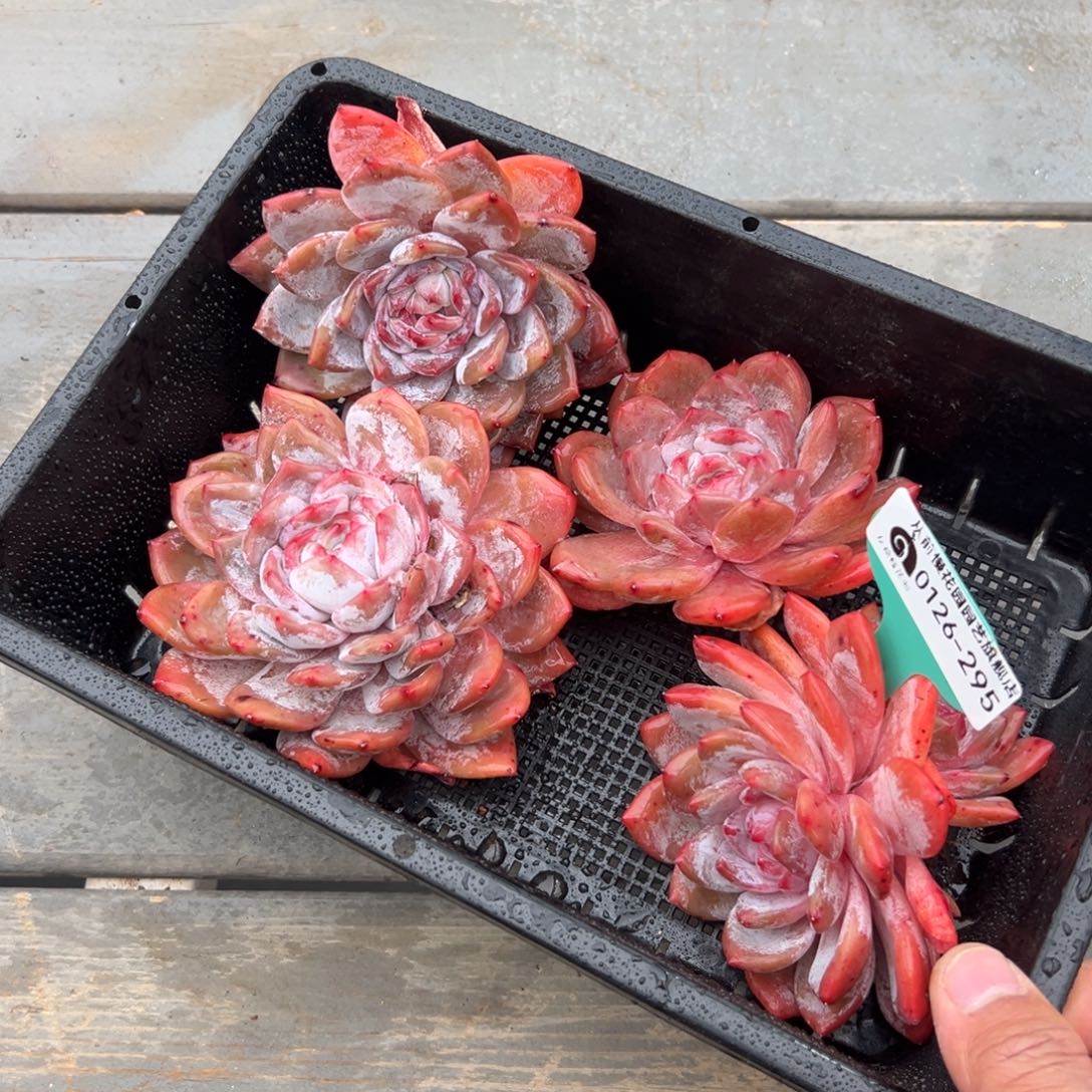 多肉一物一拍0126-295