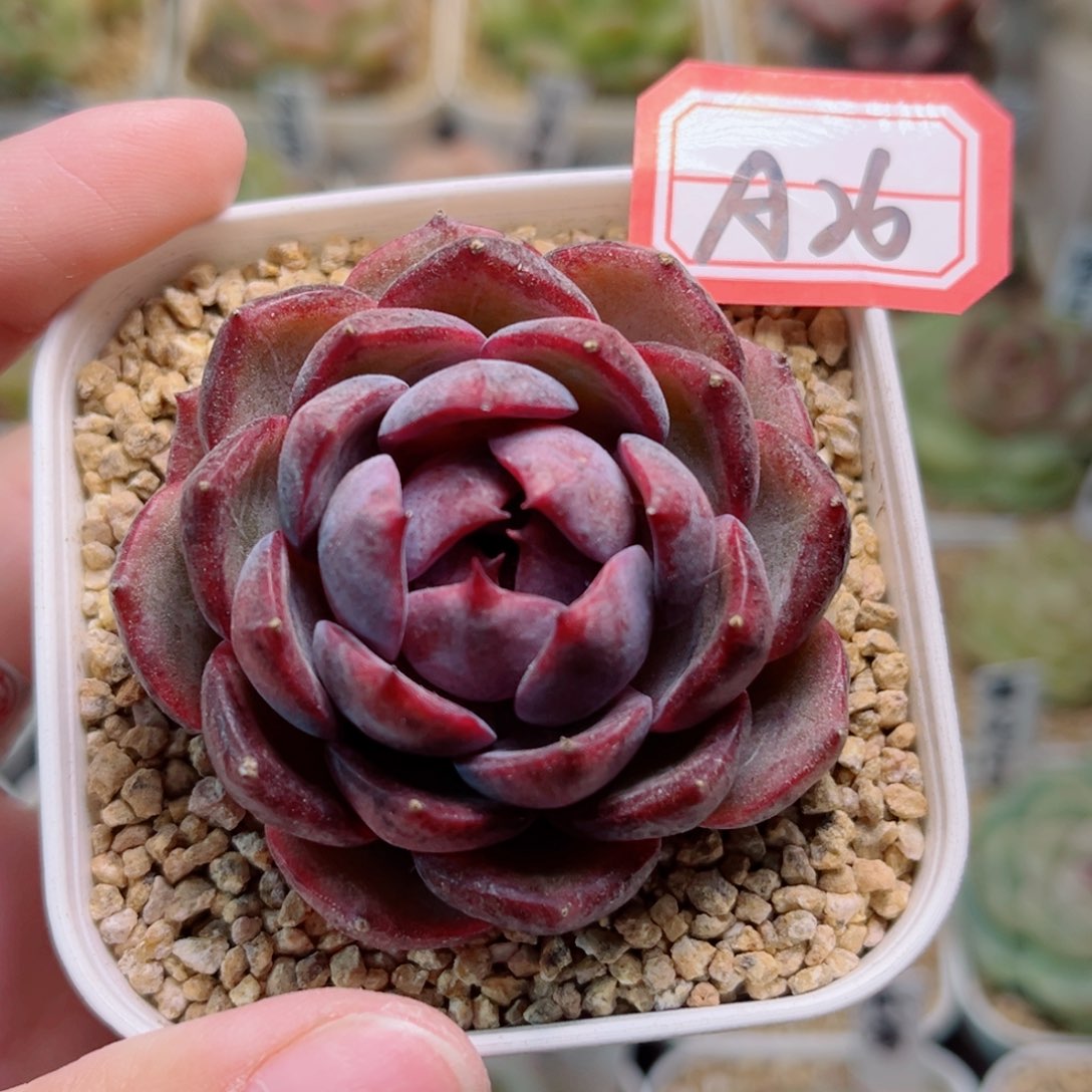 A26一物一拍 莫测黑