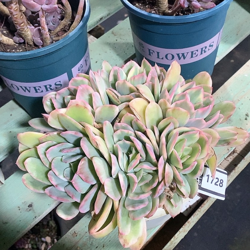 【闪购商品】绮罗锦1728