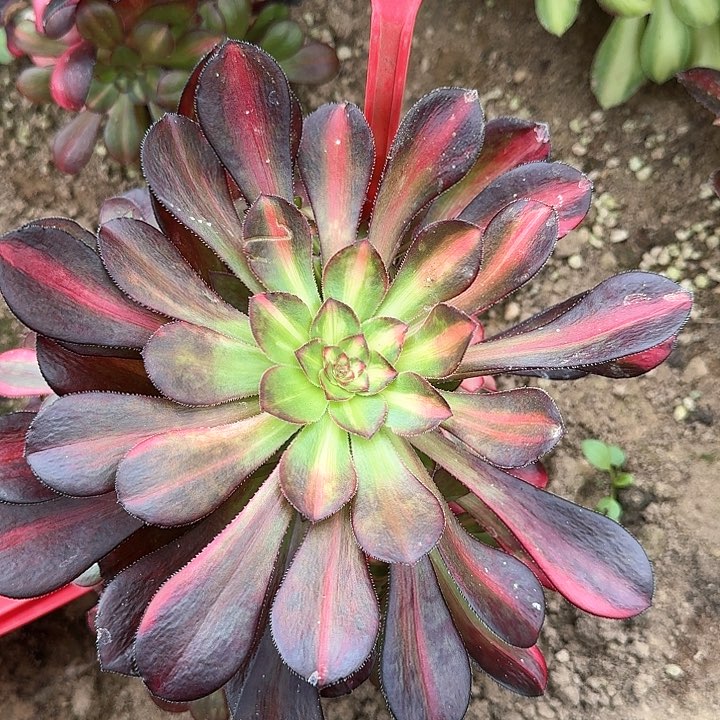4-1008花蝴蝶多肉法师