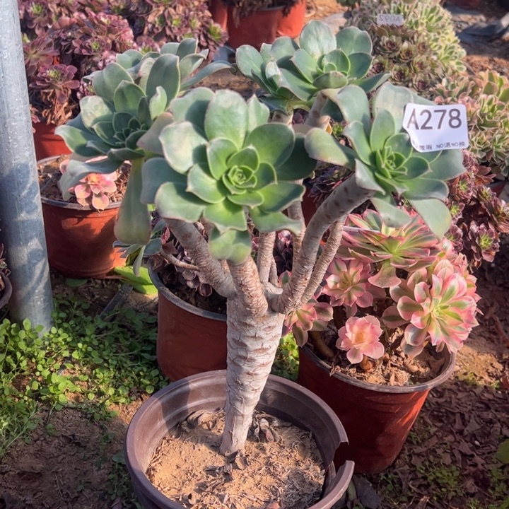 仙桃多肉植物278.