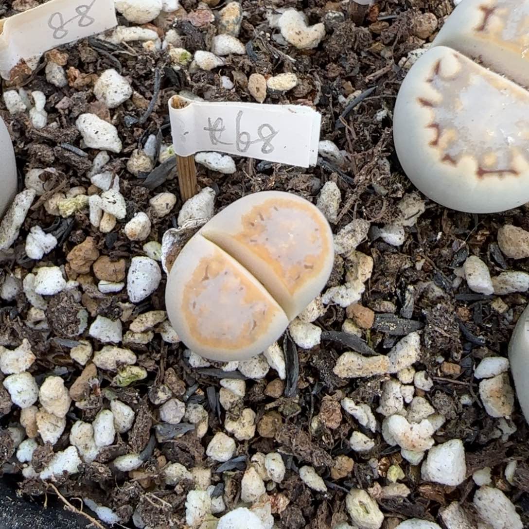 娟****11.29.c216。.9043高