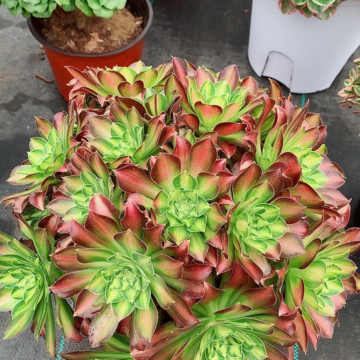 少华法师多肉植物图片