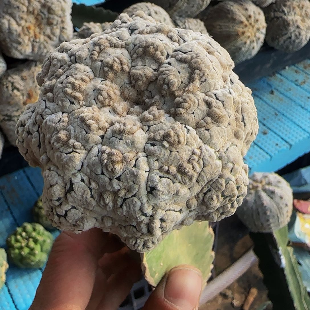 浓白海星v兜394仙人球