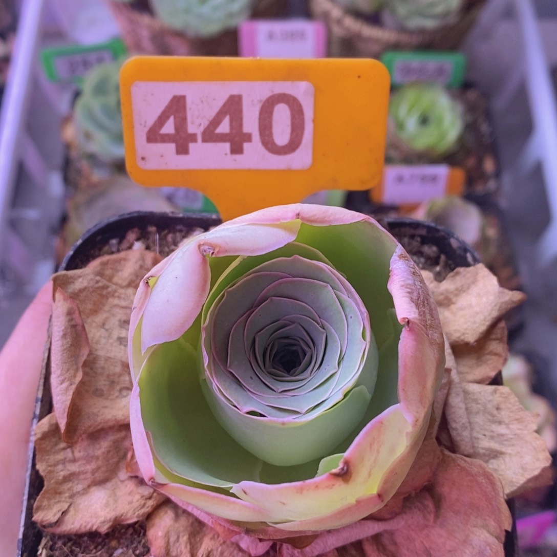 山地玫瑰单颗440 裸根发