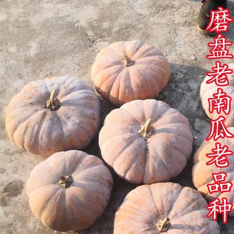 【全店拼满5包包邮】巨型大磨盘南瓜（包装袋13x19厘米）每包约20粒