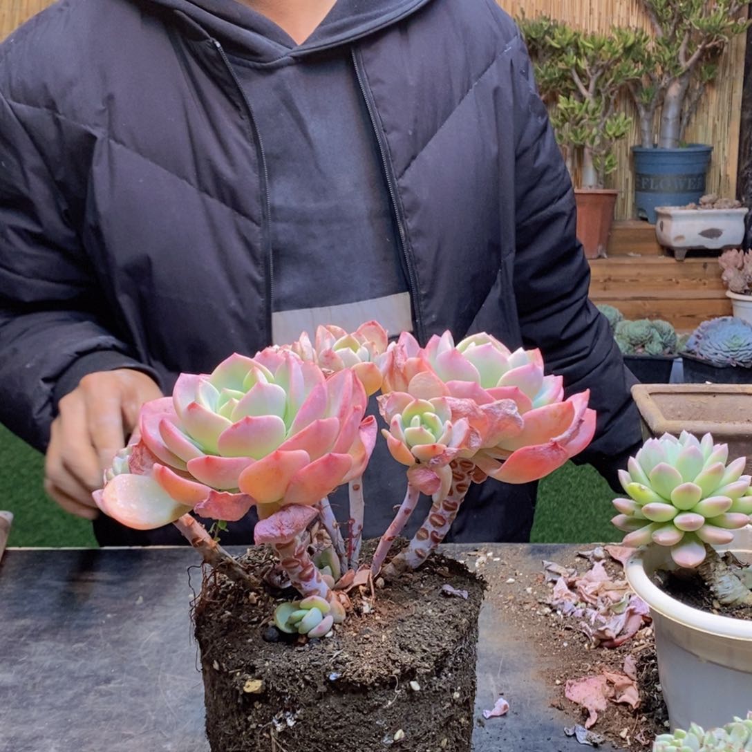 堇D279 号白月光