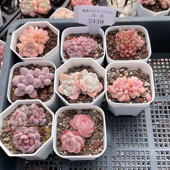 薇薇安园艺多肉2439