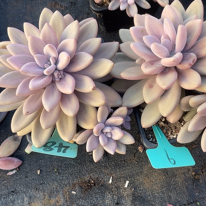 伊***陈两单包邮，一物一拍，9,48