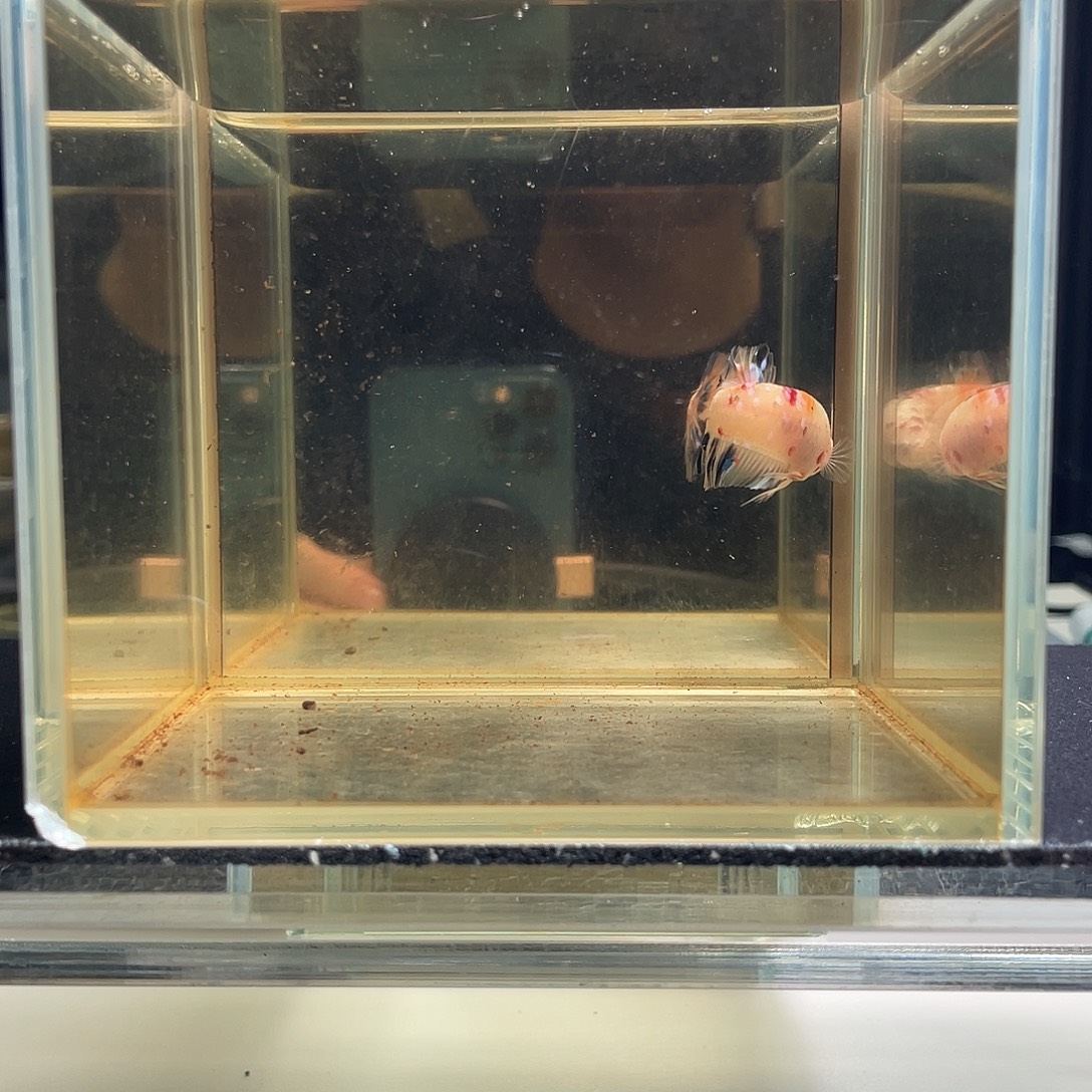 斗鱼八月三十日竞价