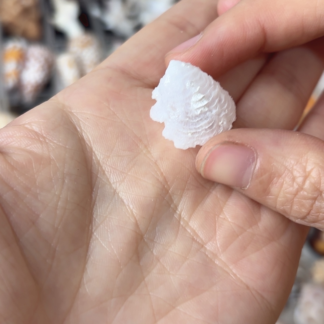 朋***朋天然海螺标本福利