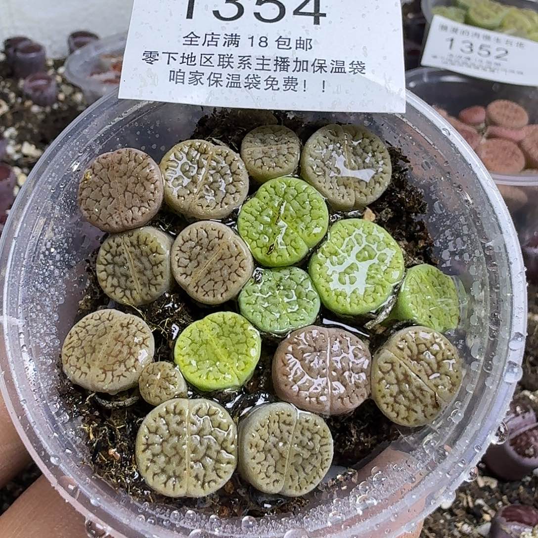 1354 哈哈哈哈哈哈哈哈哈