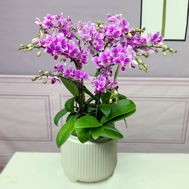 年宵花蝴蝶兰【香格里拉】客厅阳台办公室花卉盆栽