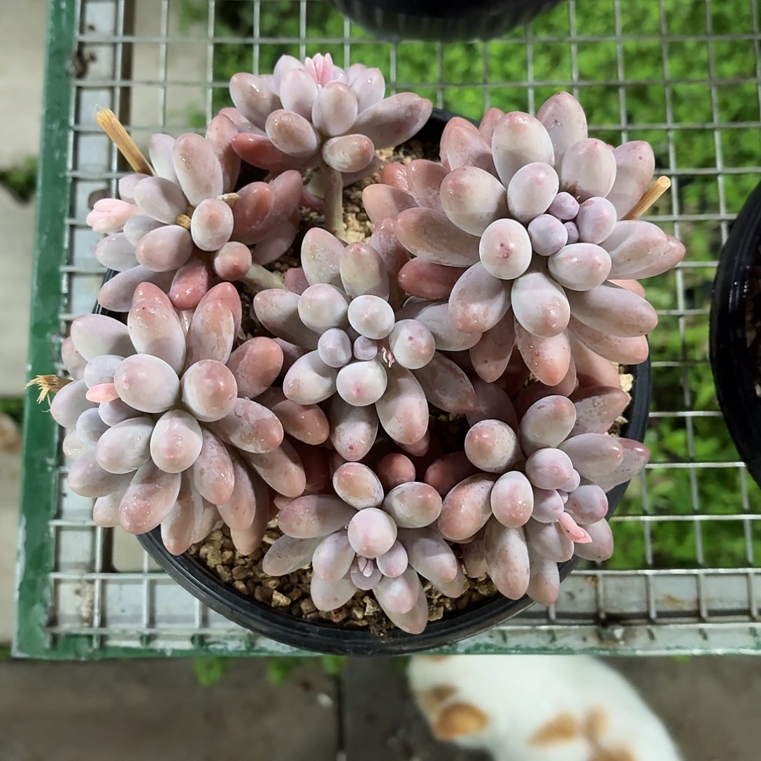 精控汤圆大群15㎝盆带盆土发货