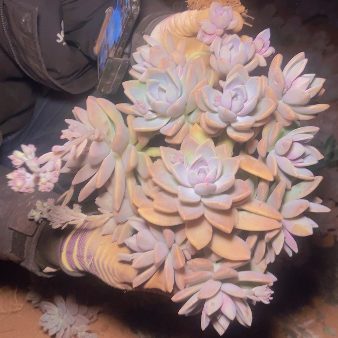 紫雾一棵整棵发货