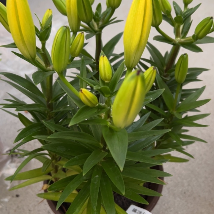 百合多肉植物336多肉植物