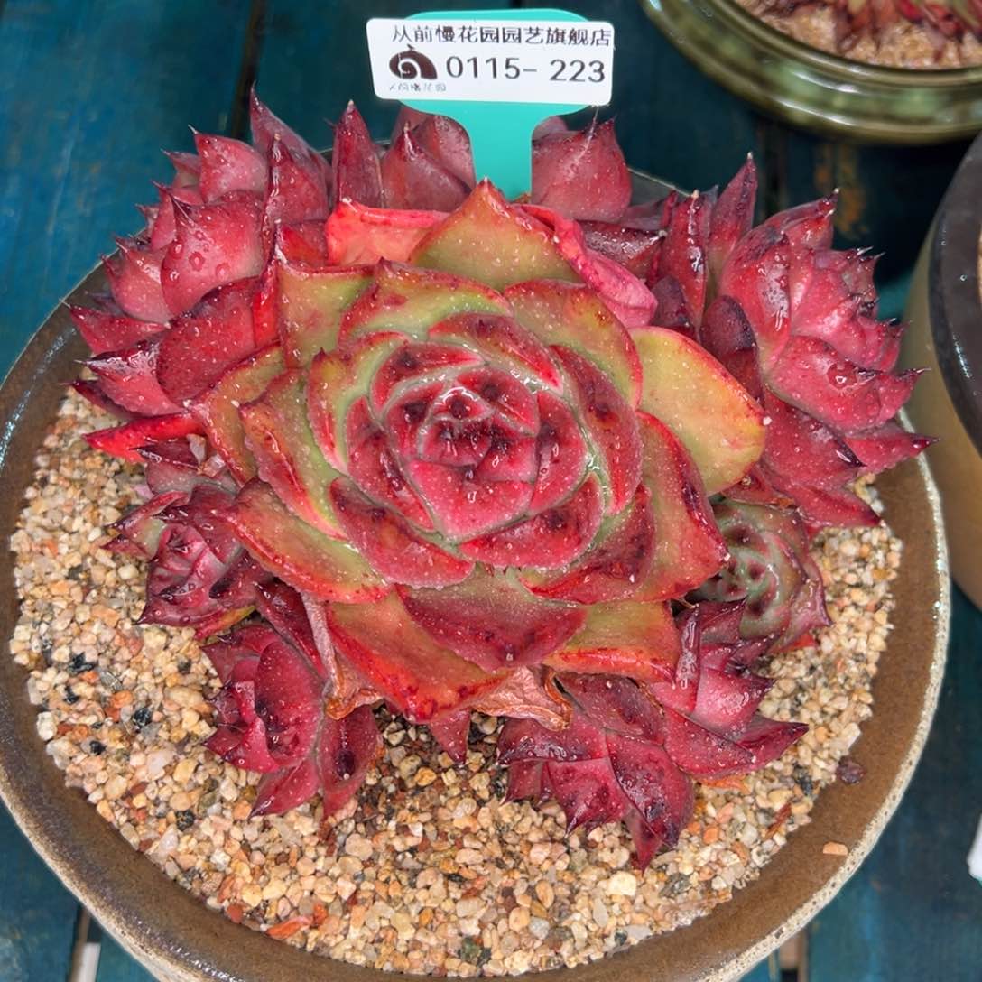 从前慢多肉精选编号0115.223