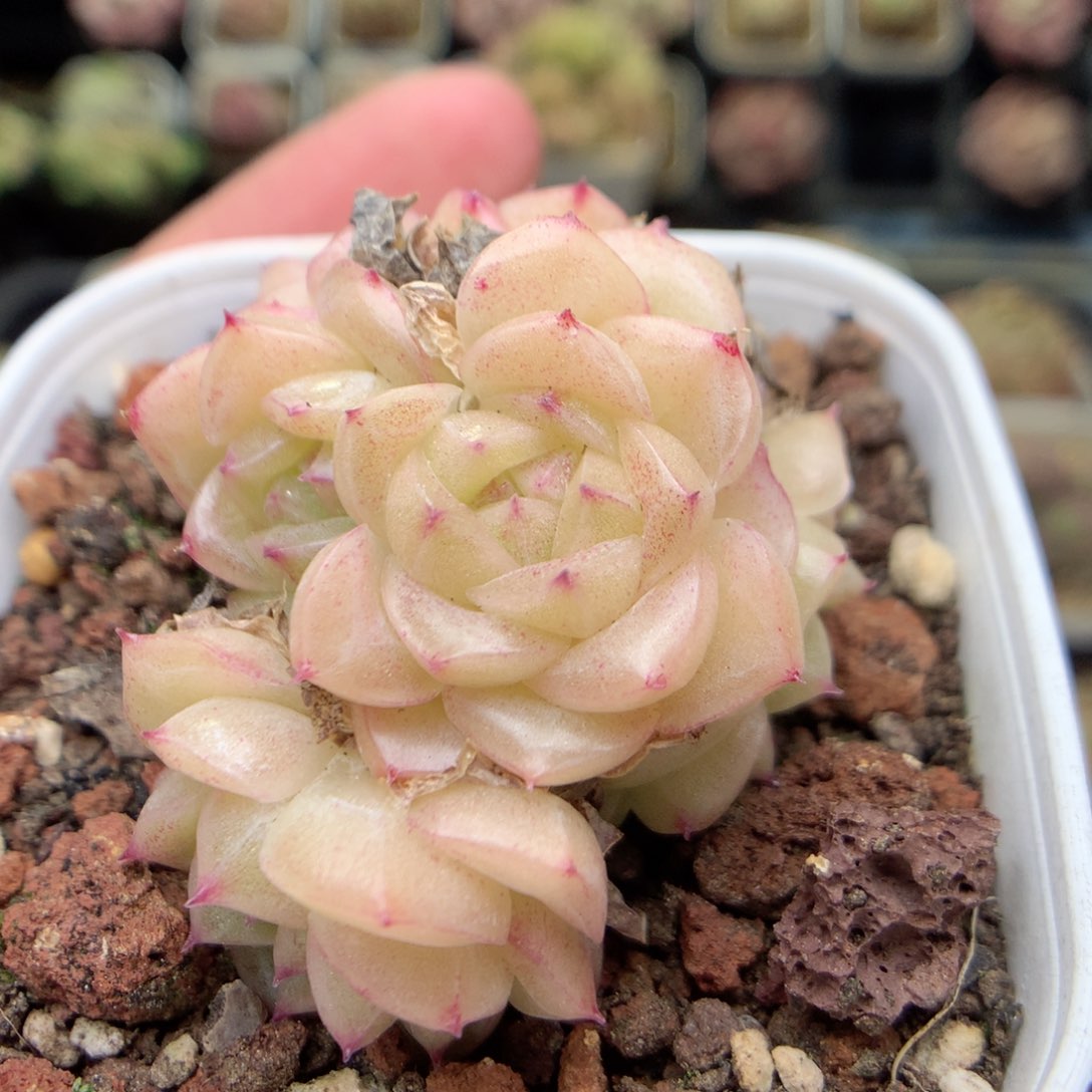 Q170 ，20包邮两天凑单