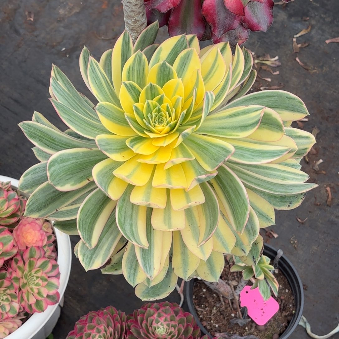 芒***喂云南多肉植物灿烂