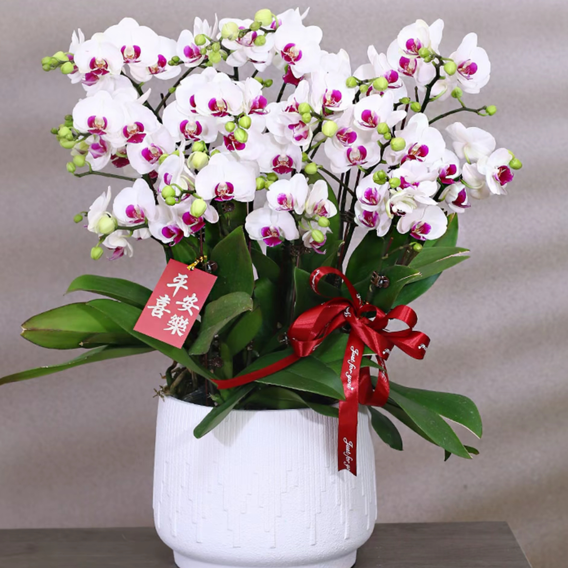 【雪域】精品蝴蝶兰盆栽室内客厅花卉绿植素雅好养送礼乔迁