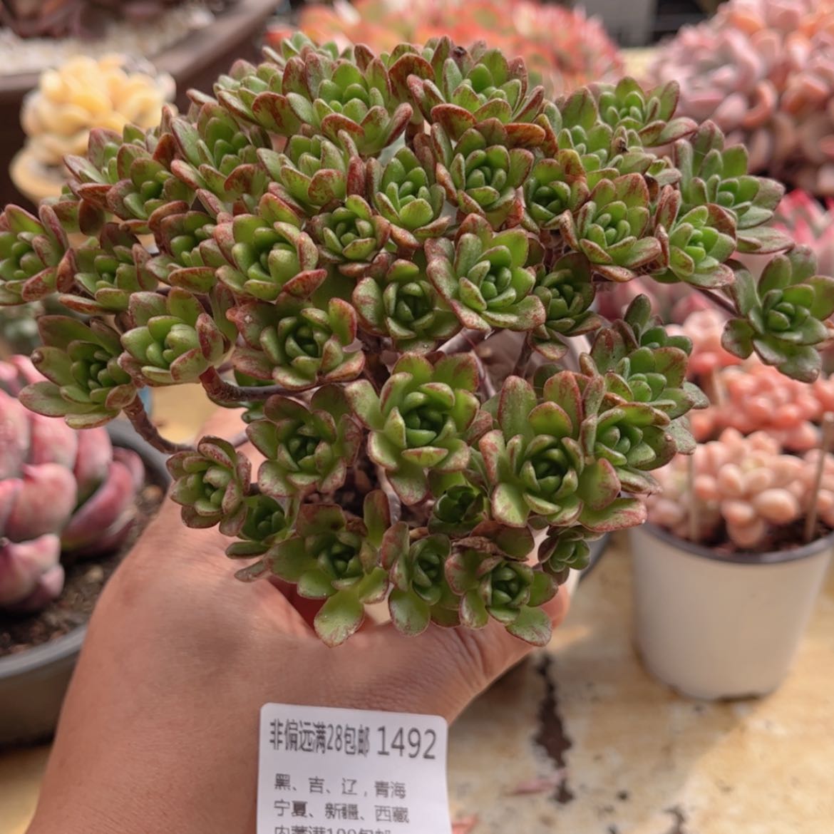 【闪购商品】1492小狐狸多肉