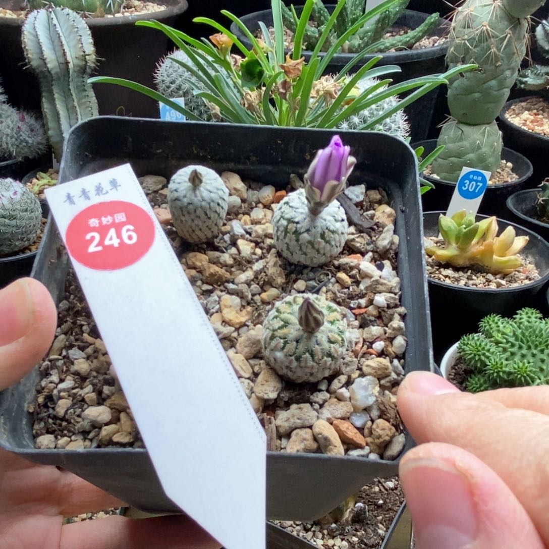 精巧殿三颗仙人球