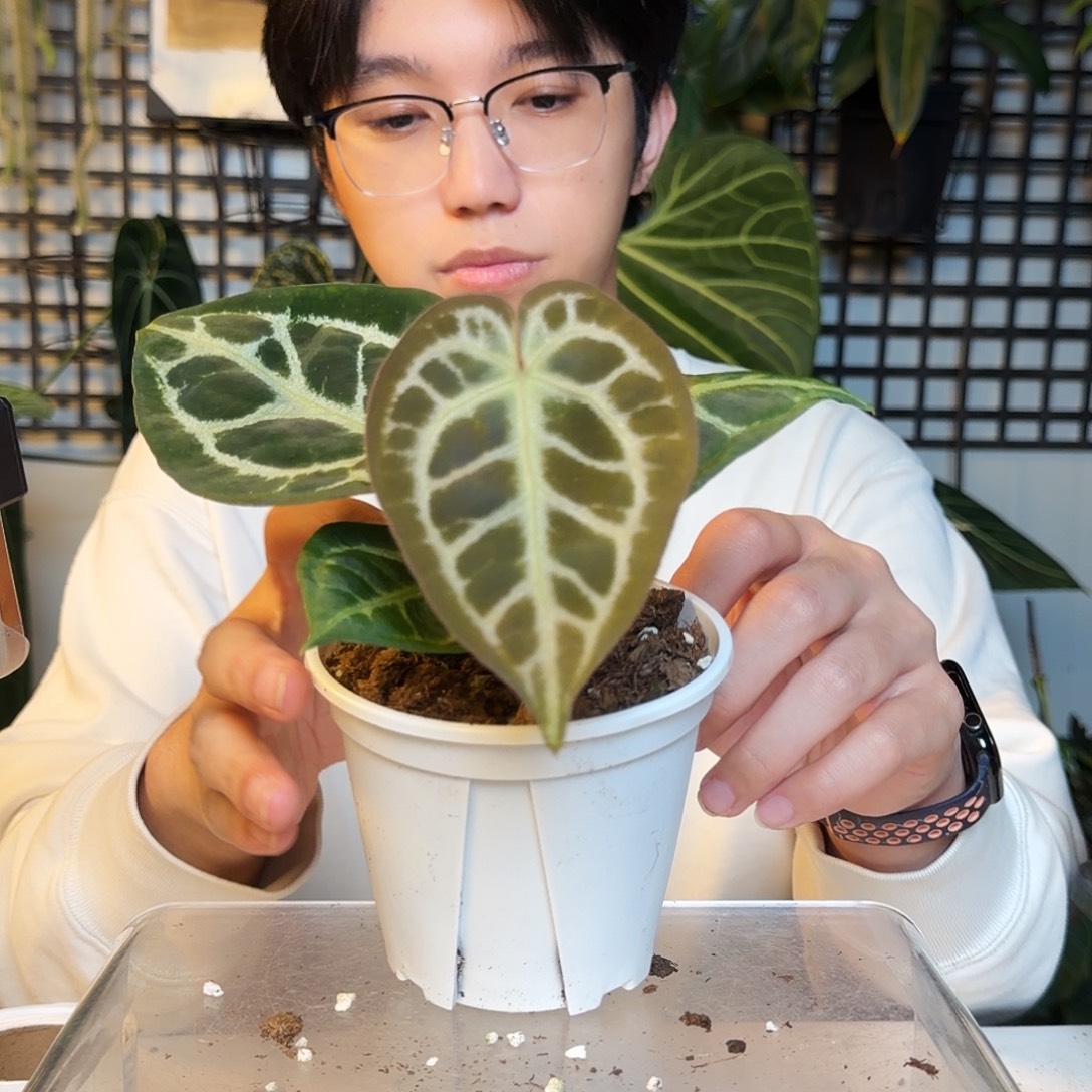 完全开放C95哪吒杂狂想曲