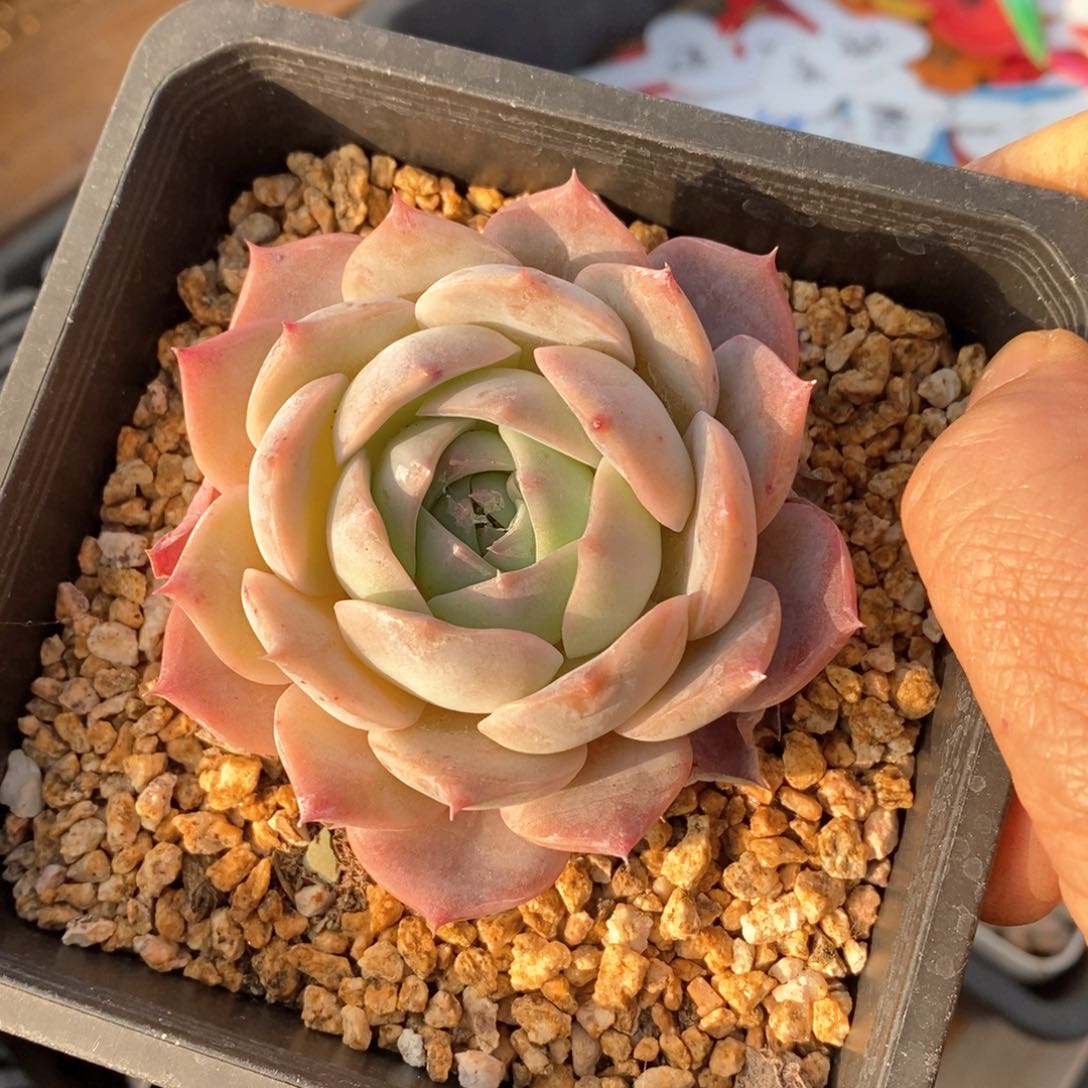 精品多肉一物一拍不包整343