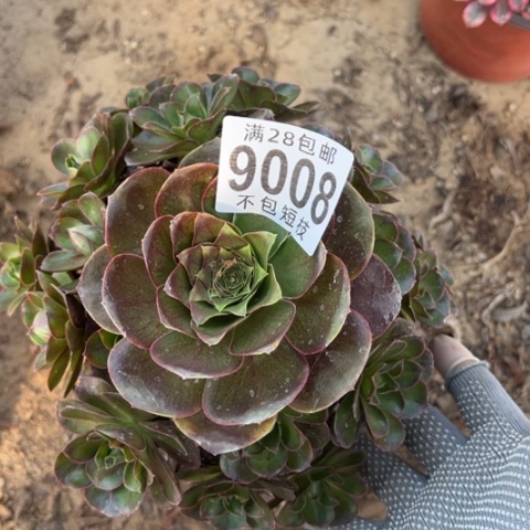 格***致玫瑰多肉植物法师9008