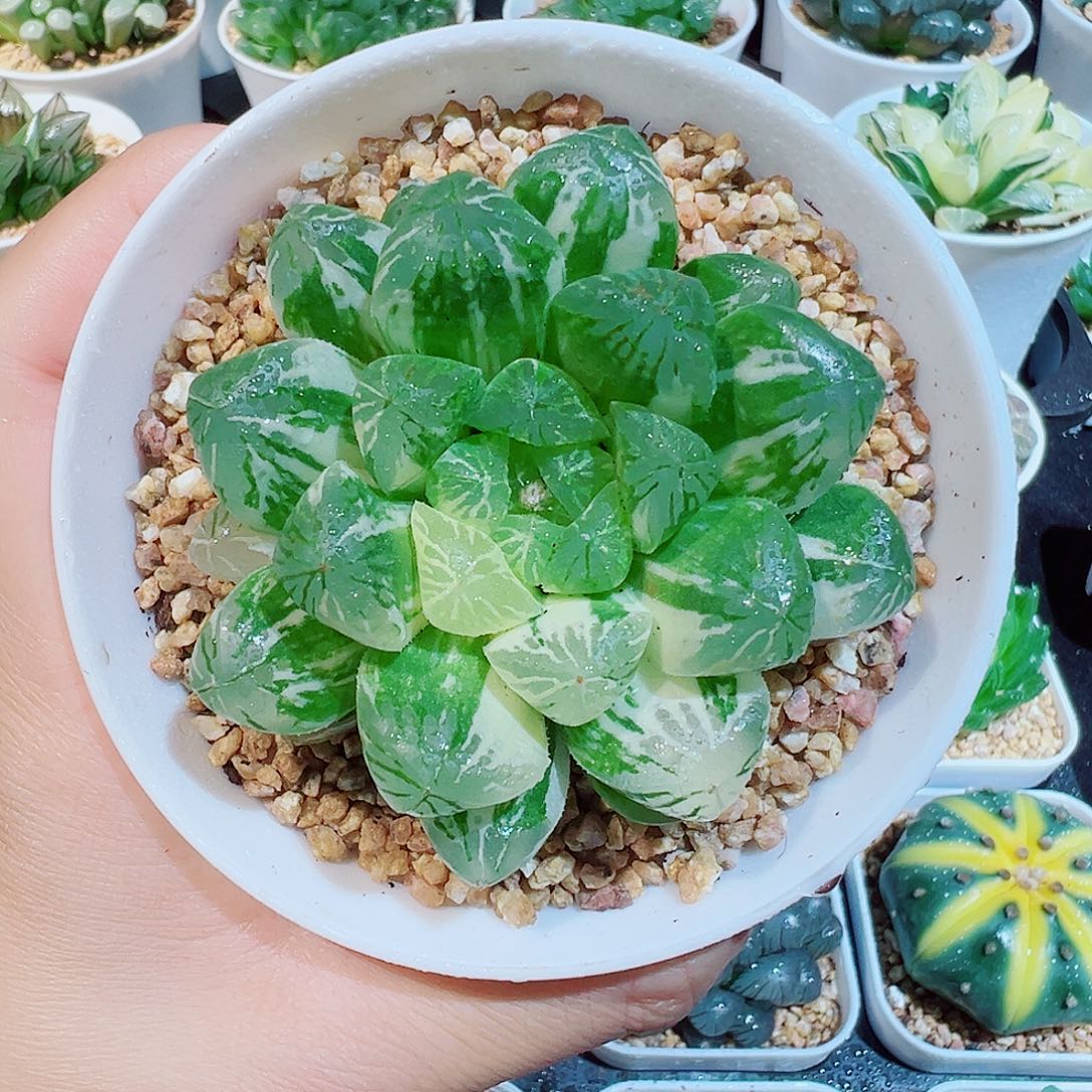 苏州玉露锦多肉多肉