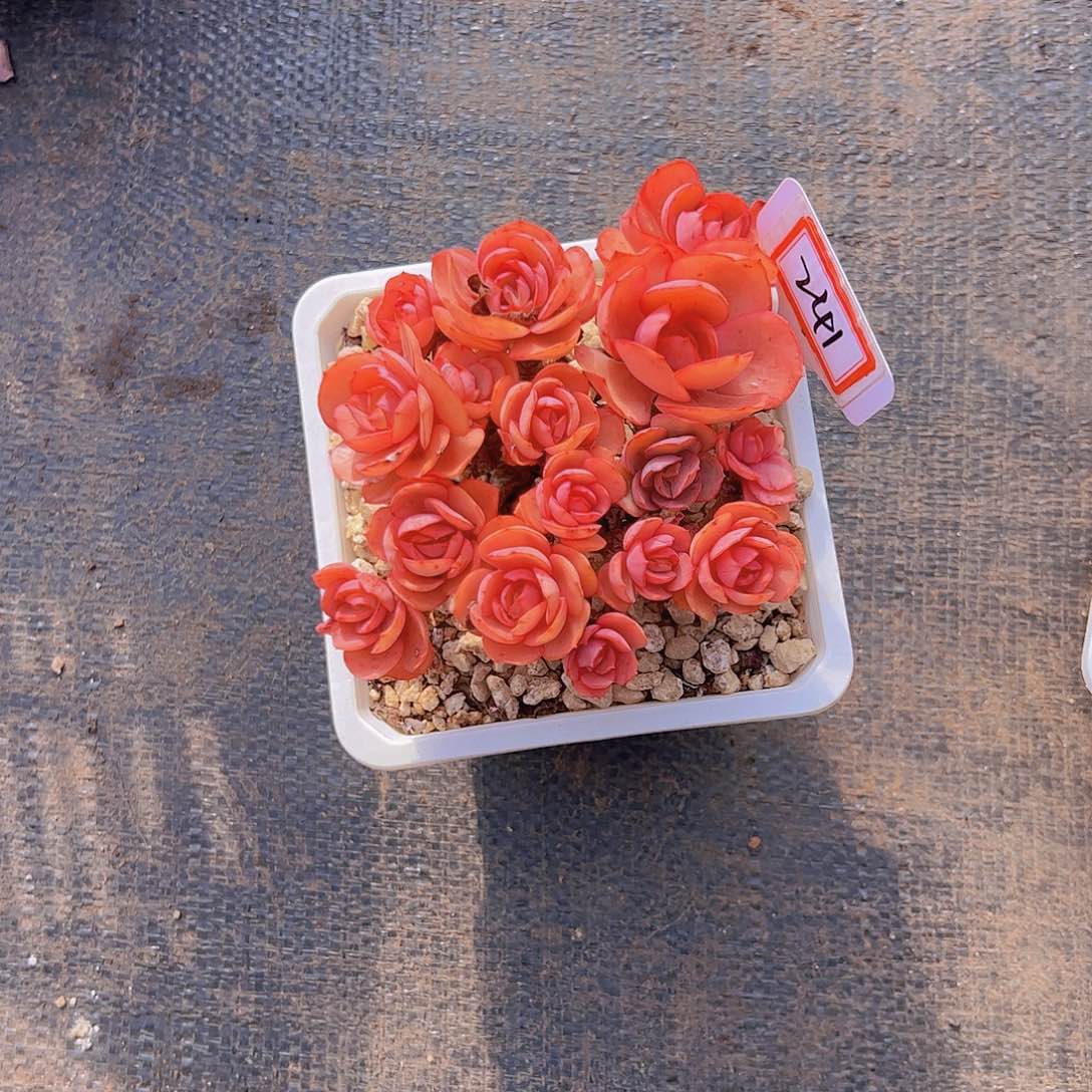 好**?241秀研29.9。。。