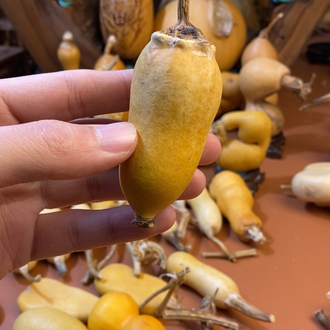 闪***手教练教练咯教练经理