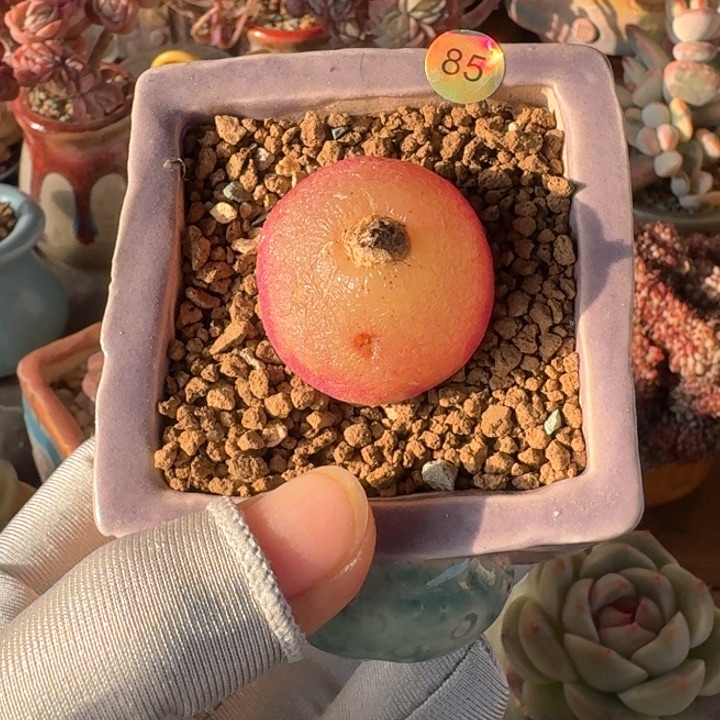 85 多肉含盆土30元包邮除偏远