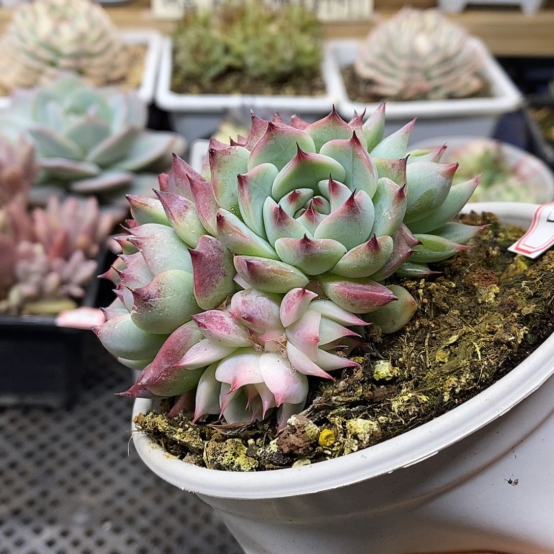 3155 福利吉娃娃覆轮锦双头  需延时发货