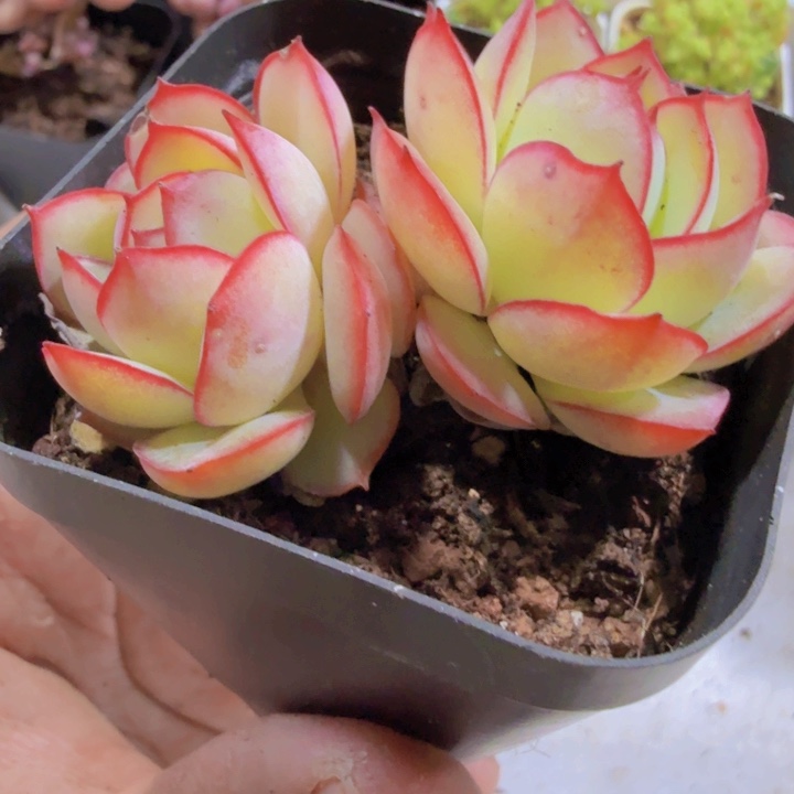 韩版牡丹亭双头一颗