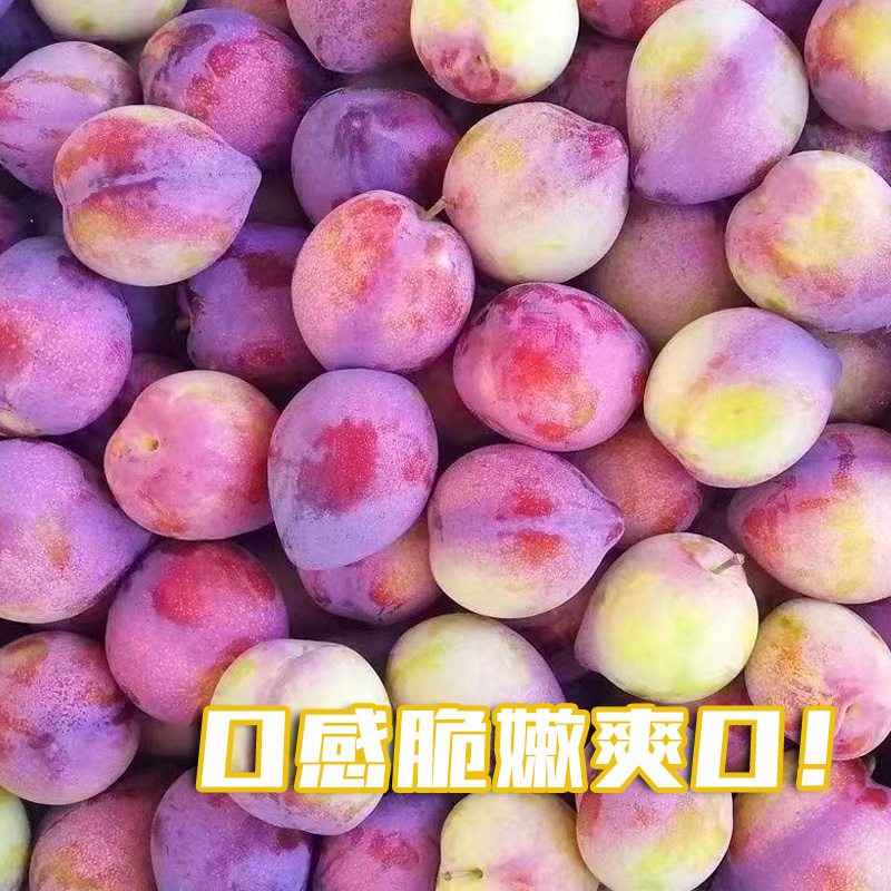 【干钩于优选】东北现采摘农家笨种干瓤新鲜李子