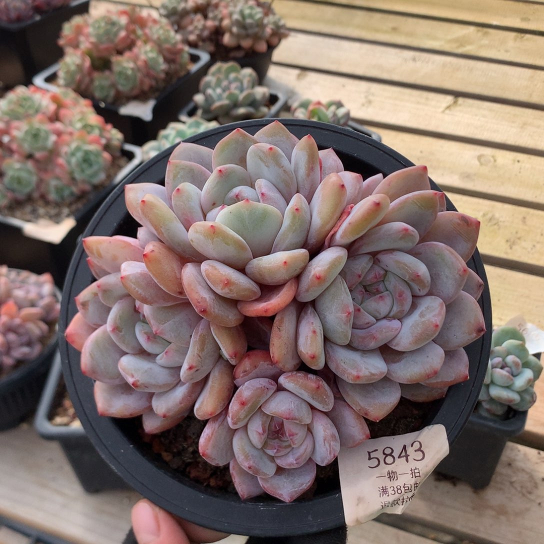 15厘米四头粉星影 孔雀开屏 5843