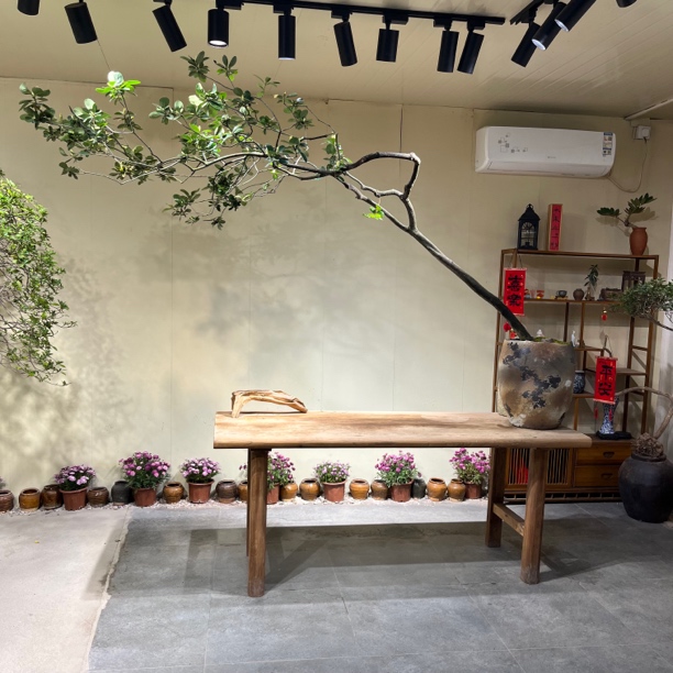 如意 | 海岛春花 满冠飘枝精品老桩 意境盆景