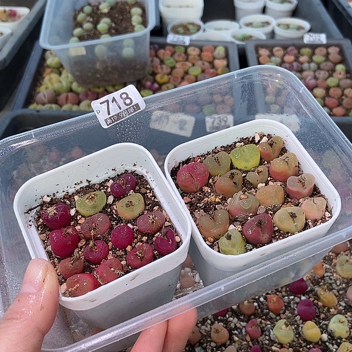 大舅生石花肉锥多肉718