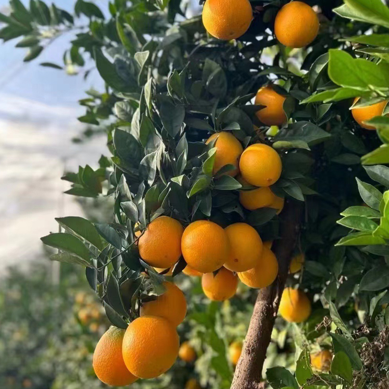 江西正宗赣南脐橙现摘新鲜当季水果甜橙产地直发当季新鲜水果