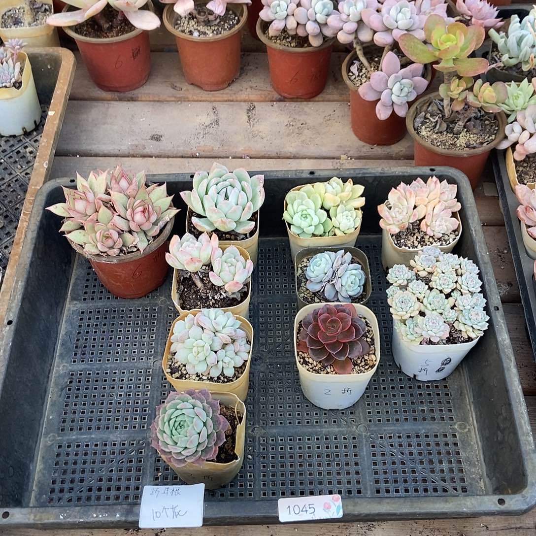 1045号花10个折耳根专拍四川