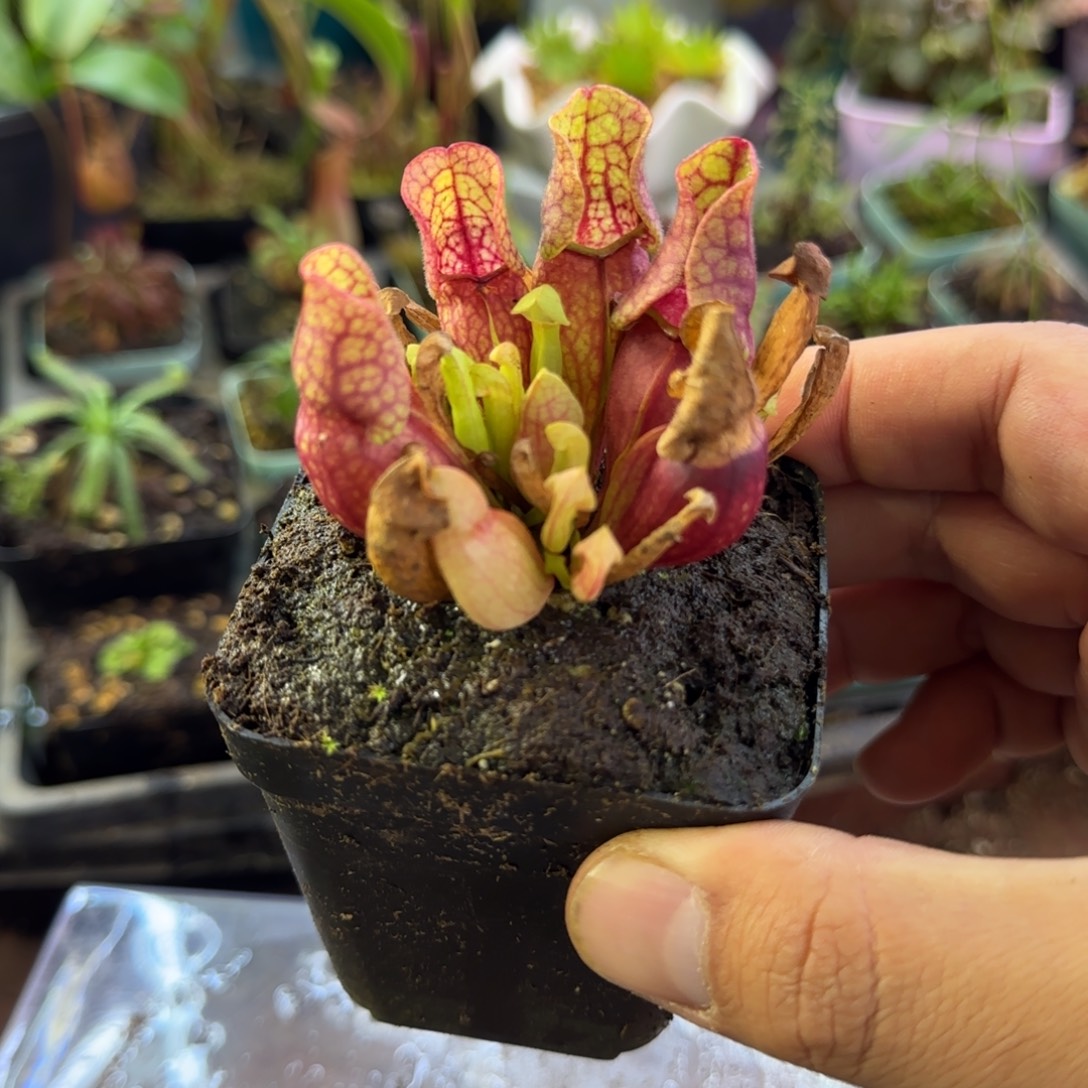 爱***包完全开放一物一拍瓶子草