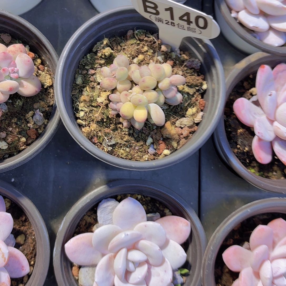 B140萤火虫一物一拍