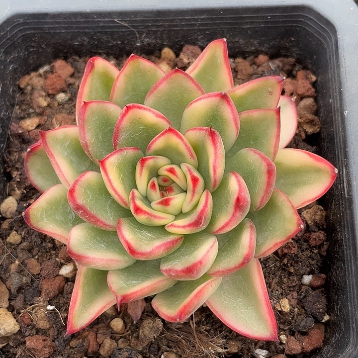 阿诗娜锦。锦龙一物一拍