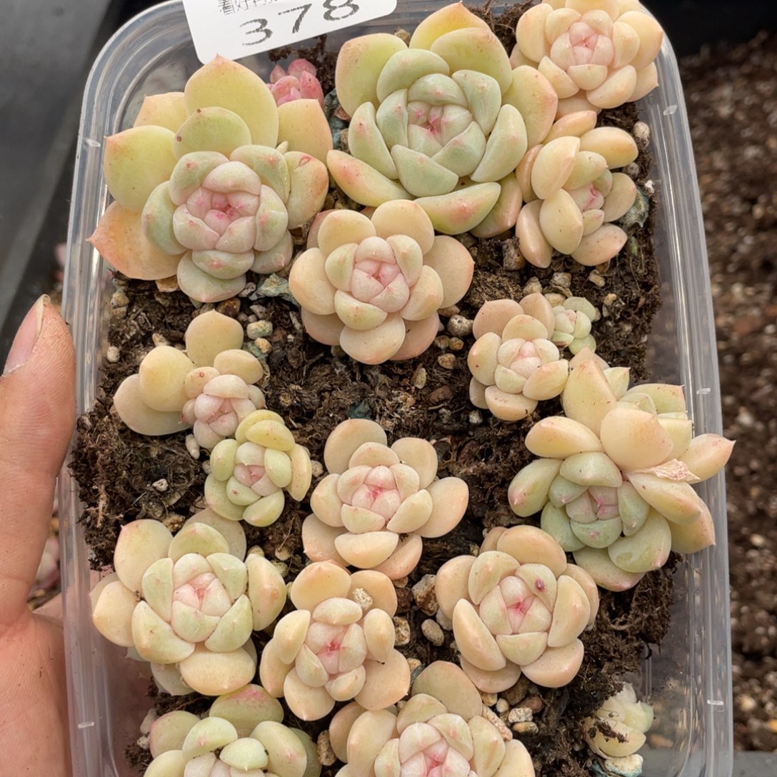 云糖心多肉植物378
