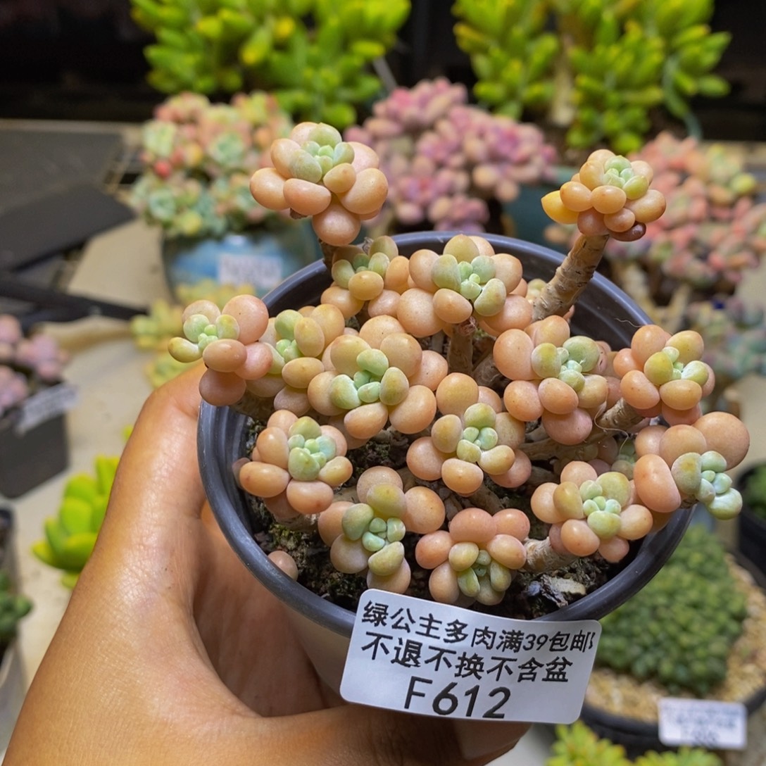 612花朵鱼子酱多肉7cm