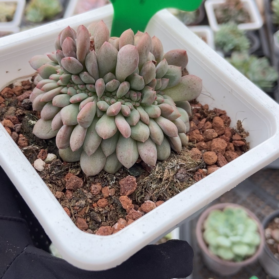 998爱丽儿缀多肉植物