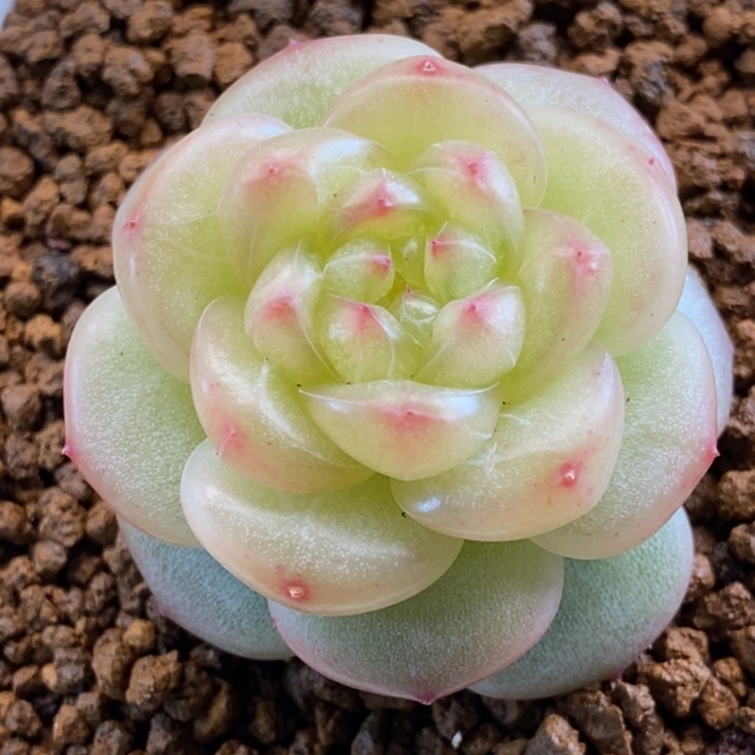 天官赐福百无禁忌